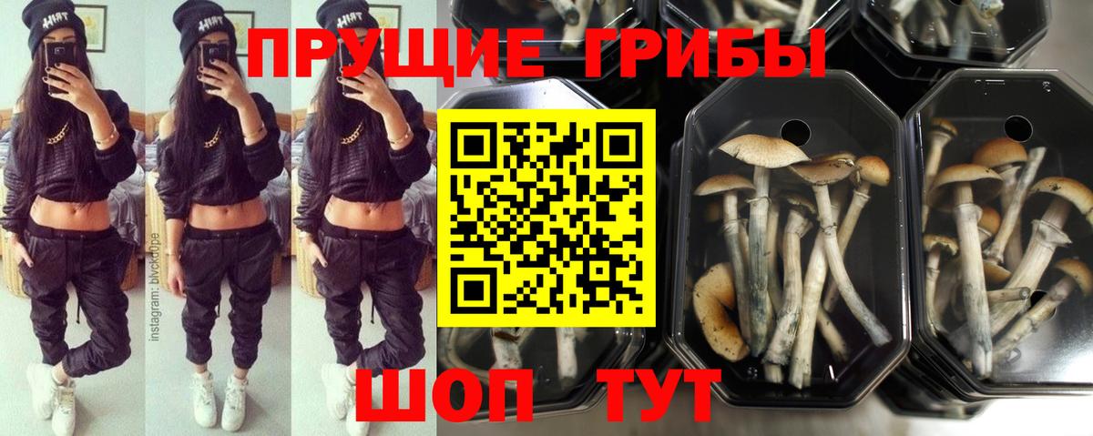 Чита  Галлюциногенные грибы Psilocybine cubensis  купить наркоту  Вход с VPN 